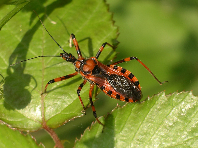 Alcuni eterotteri dei Colli Euganei